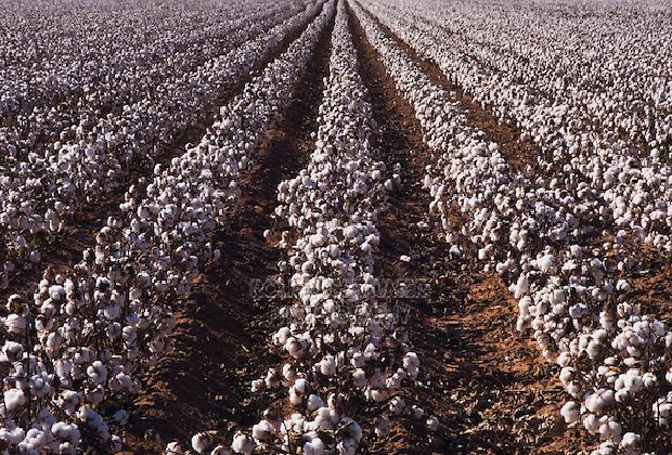 tanaman kapas pengolahan